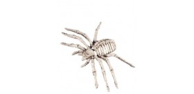 Esqueleto de araña pequeño